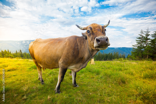 Fototapeta Naklejka Na Ścianę i Meble -  Cows graze on hills