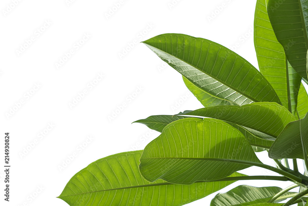 leaves close up isolated on background leaves close up isolated on background