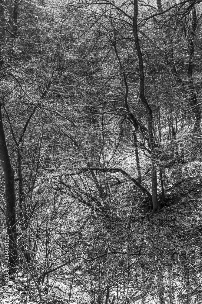 Black-and-white woodland  landscape - thicket with bare branches of trees