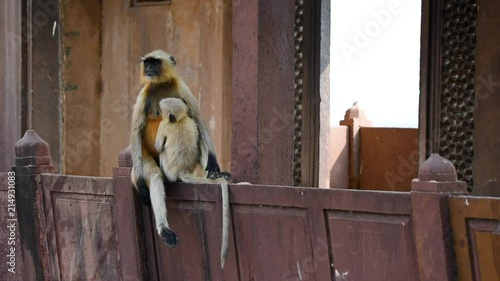 Gray langur or Semnopithecus dussumieri sits on wall photo