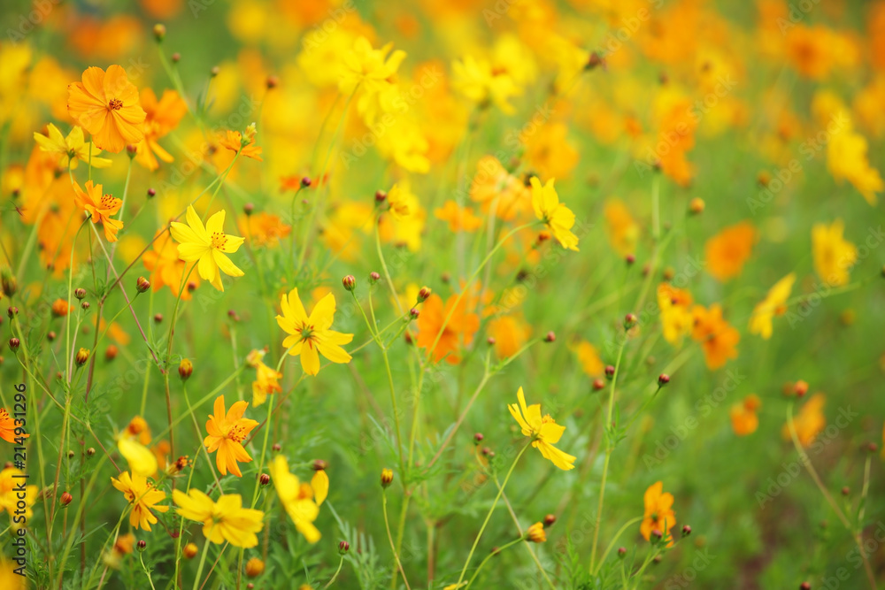 field of beautiful yellow cosmos flower background.