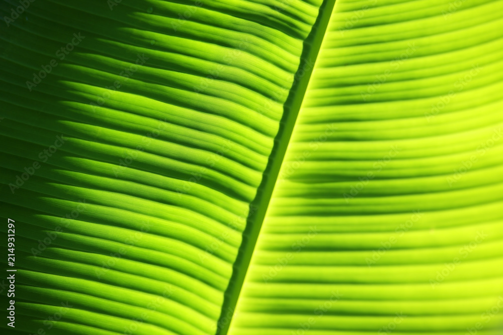 texture of beautiful fresh banana leaf background texture of beautiful fresh banana leaf background