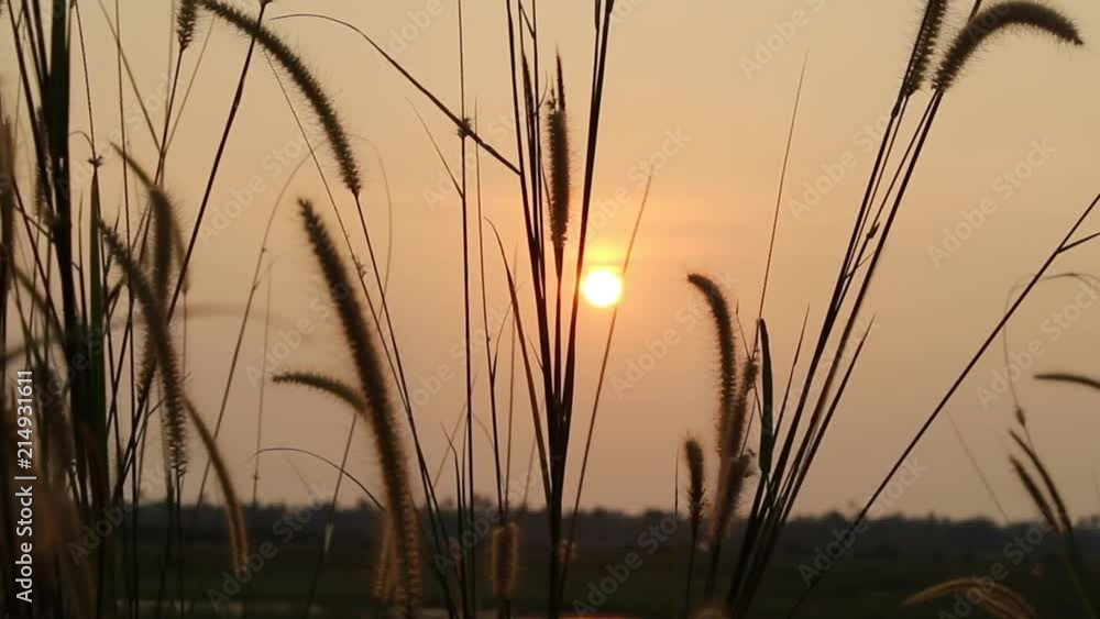 Nice sunset in the reeds under the wind in Kerala Nice sunset in the reeds under the wind in Kerala