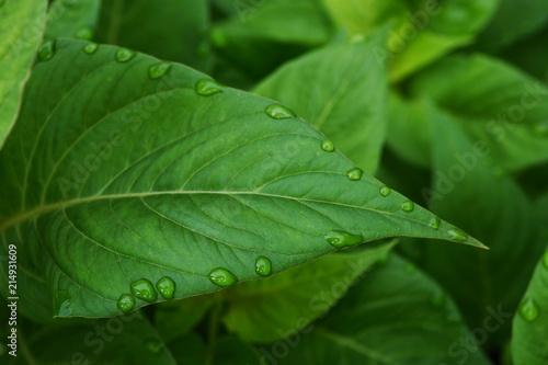 Green leaf with droplets and green background.