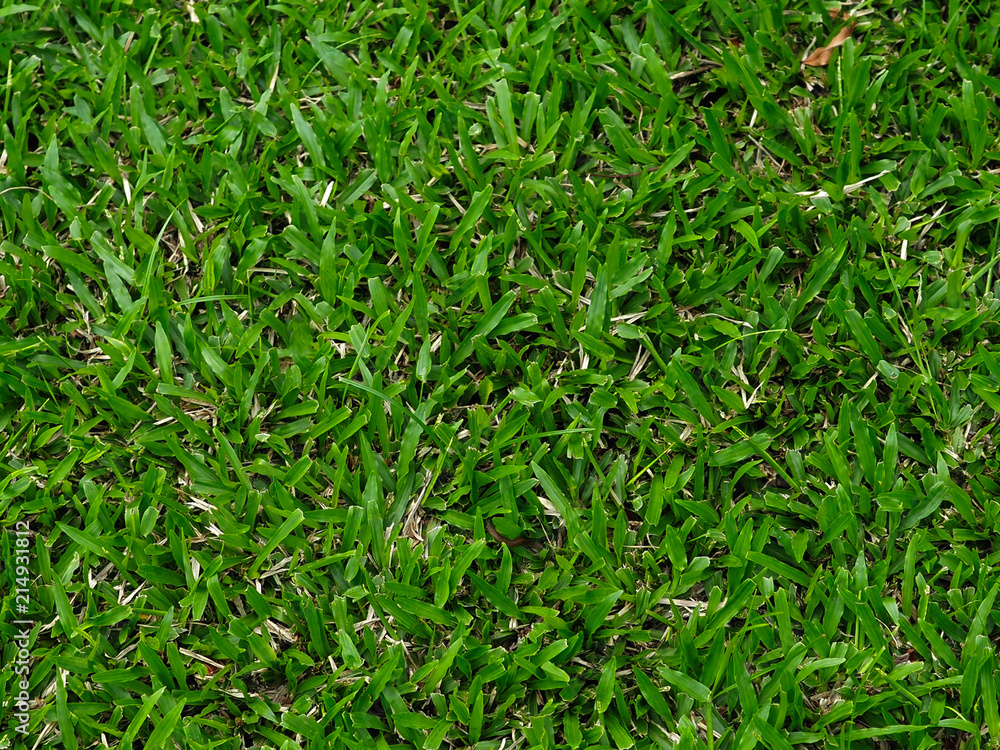 Obraz premium The green grass