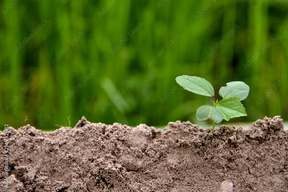 baby plant Growing with soil in nature on green background, earth environmental and earth agriculture concept, young plant place on lower light. baby plant Growing with soil in nature on green background, earth environmental and earth agriculture concept, young plant place on lower light.