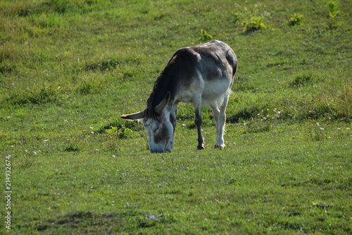 Photo Donkey in meadow