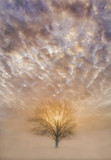 Lone Tree at Sunrise