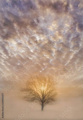 Lone Tree at Sunrise
