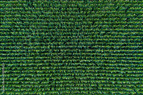 Corn field view from above