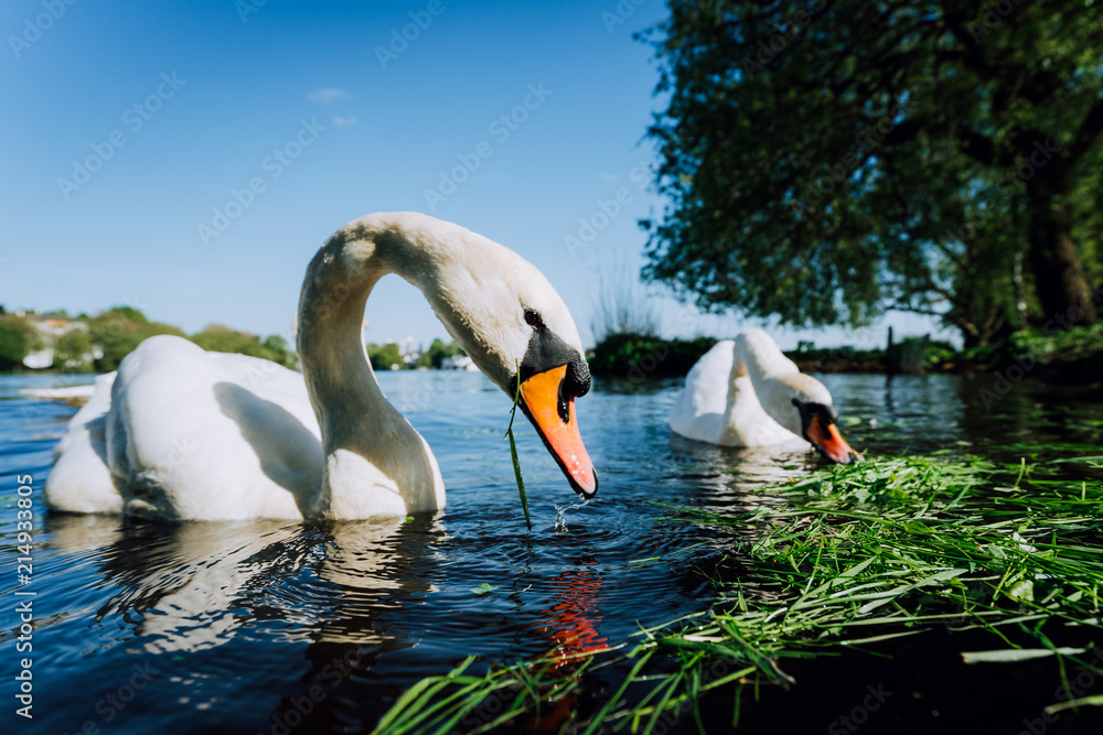 Obraz premium Close up of white grace swan couple stretching his neck and head towards the camera. Alster lake on a sunny day in Hamburg