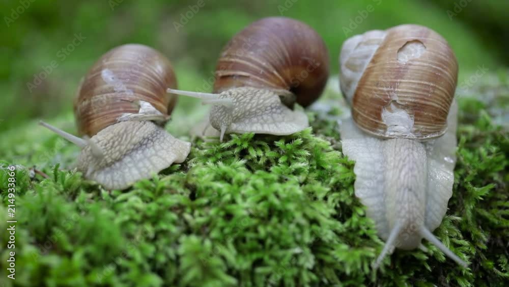 Helix pomatia also Roman snail, Burgundy snail Helix pomatia also Roman snail, Burgundy snail