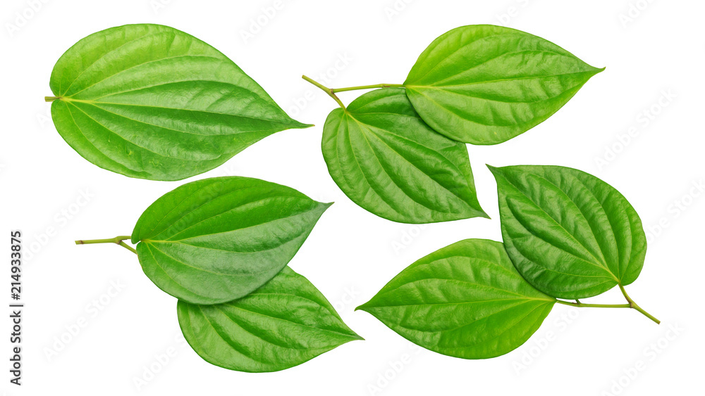 Green betel piper leaf on a white background. Green betel piper leaf on a white background.