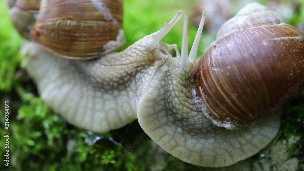 Helix pomatia also Roman snail, Burgundy snail Helix pomatia also Roman snail, Burgundy snail