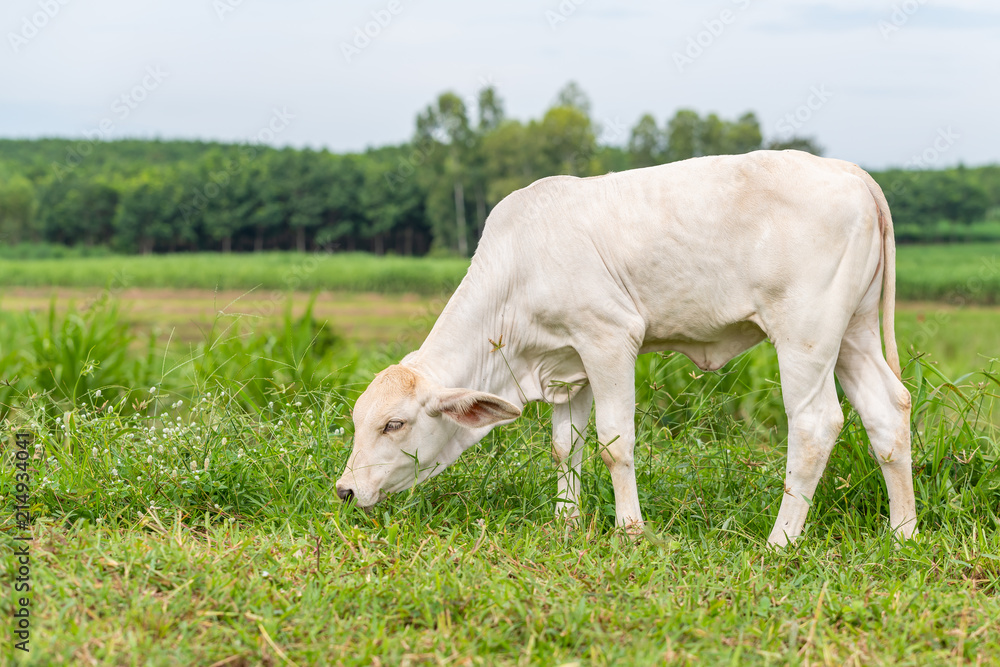 A young white brahman calf eating grass in the field A young white brahman calf eating grass in the field