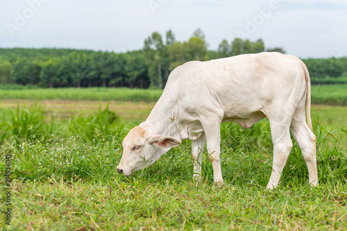 A young white brahman calf eating grass in the field