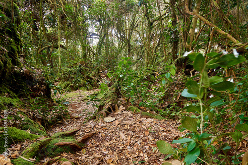 Mosey forest in Cameron Highlands  photo