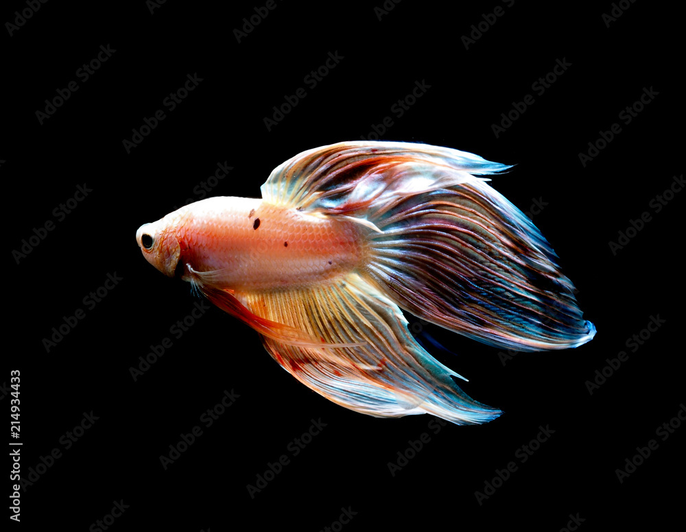 Fototapeta premium colors of siames fighting fish, betta splendensfish.