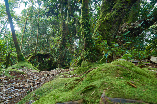 Mosey forest in Cameron Highlands 