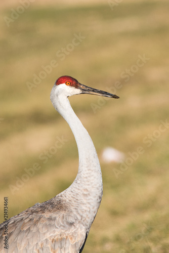 Sandhill Crane © George