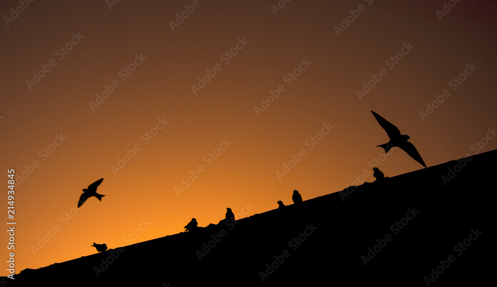 Sunset&Birds Sunset&Birds