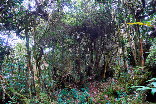 Mosey forest in Cameron Highlands 