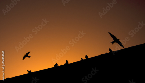 Sunset&Birds © ANDRE