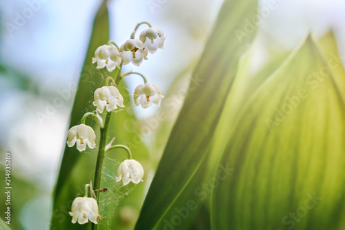 Blooming lily of the valley flowers lighted by sun light
