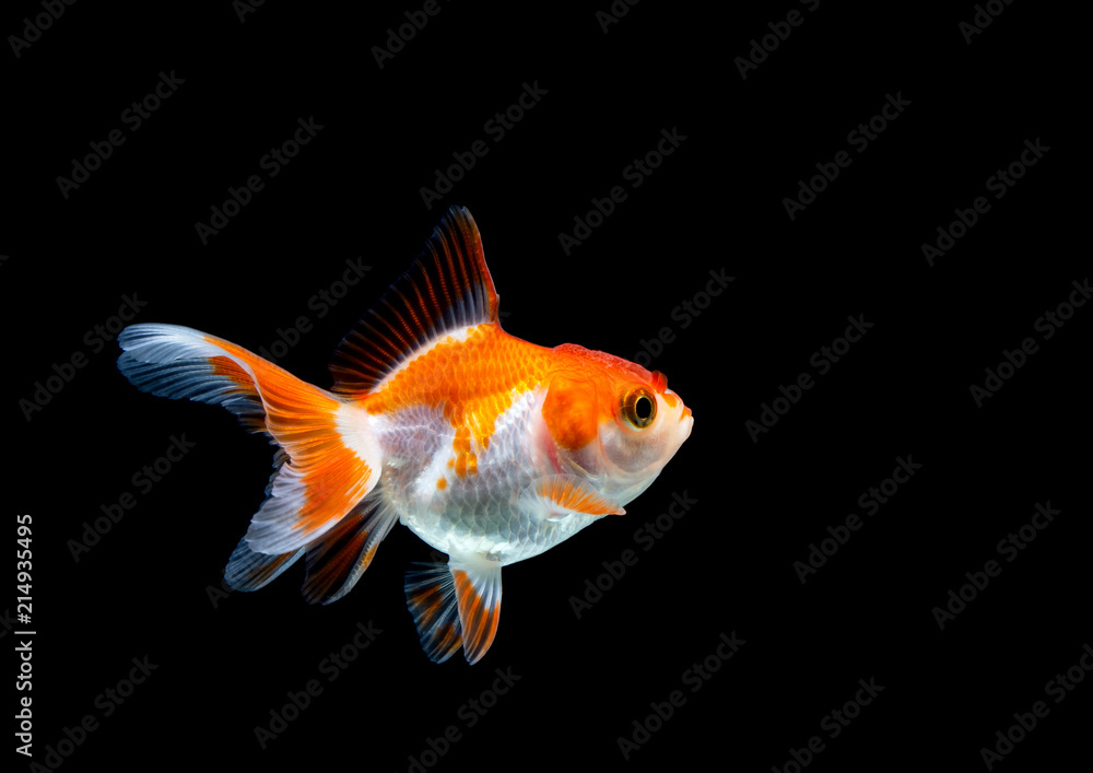 goldfish isolated on a dark black background goldfish isolated on a dark black background