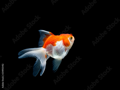 goldfish isolated on a dark black background