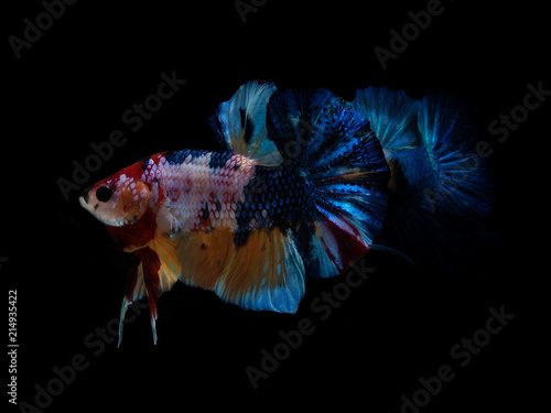 colors of siames fighting fish  betta splendensfish.