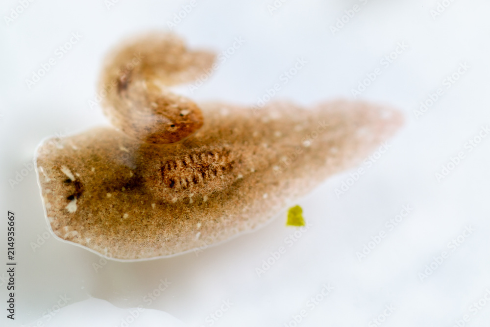 Naklejka premium Planarian parasite (flatworm) under microscope view.