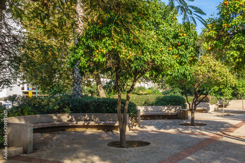 Benches and orange trees in the park, Tel Aviv, Israel
