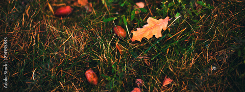 Wallpaper Mural Autumn grass with acorns Torontodigital.ca