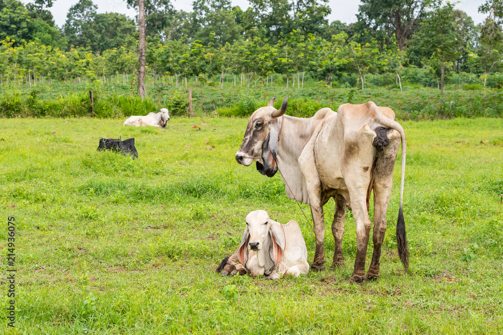 Obraz premium A white female brahman cow standing next to her calf