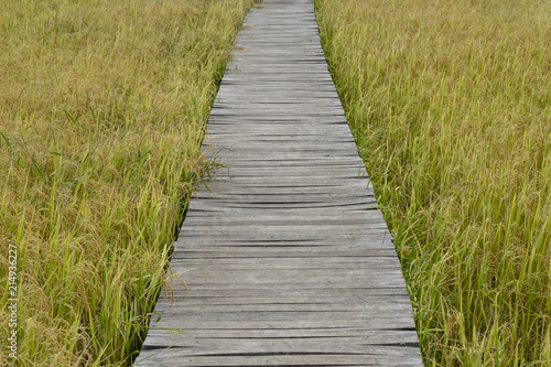 wooden walking bridge in the nature