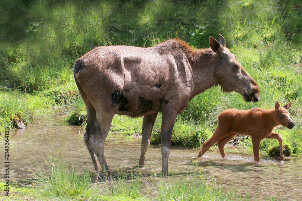 Elch (Alces alces) Kuh mit Kalb Elch (Alces alces) Kuh mit Kalb