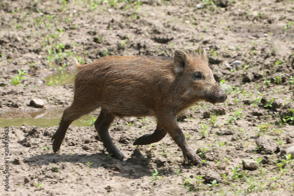 Junge Wildschweine am Waldrand (Sus scrofa) Junge Wildschweine am Waldrand (Sus scrofa)