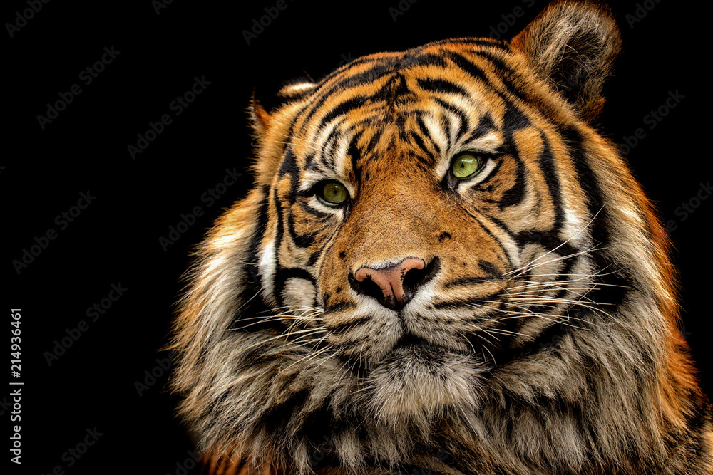 Portrait tiger on the black background