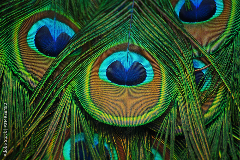 Fototapeta premium Close-up of feathers peacock