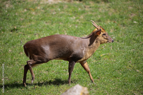 Muntjaks (Muntiacus) Wildtier photo