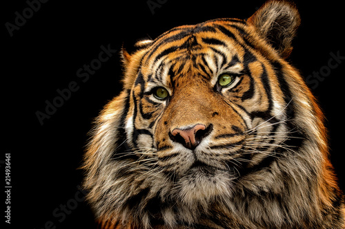 Portrait tiger on the black background © denisapro
