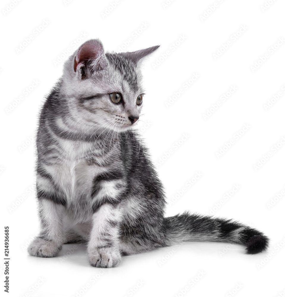 Obraz premium Pet kitten on the white background