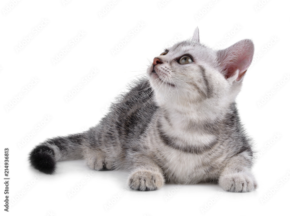 Pet kitten on the white background Pet kitten on the white background