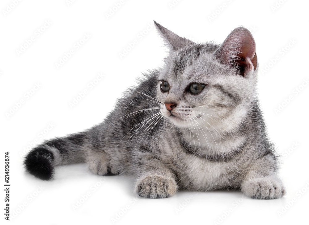 Pet kitten  on the white background