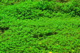 Bright green creeping grass grows on the relief.