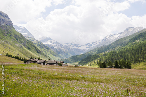 Sils, Segl, Val Fex, Fextal, Bergwiesen, Bergkräuter, Fexgletscher, Wanderweg, Piz Tremoggia, Alpen, Oberengadin, Graubünden, Sommer, Schweiz  photo