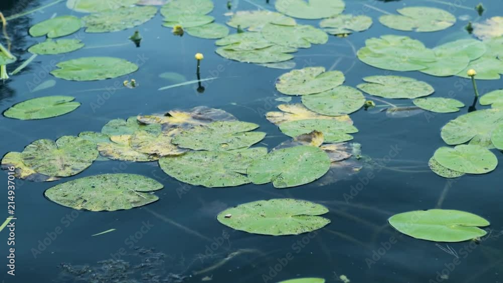 Waterlily petals about to blossom floating on the water shot on the A7SII in 50FPS handheld. Waterlily petals about to blossom floating on the water shot on the A7SII in 50FPS handheld.