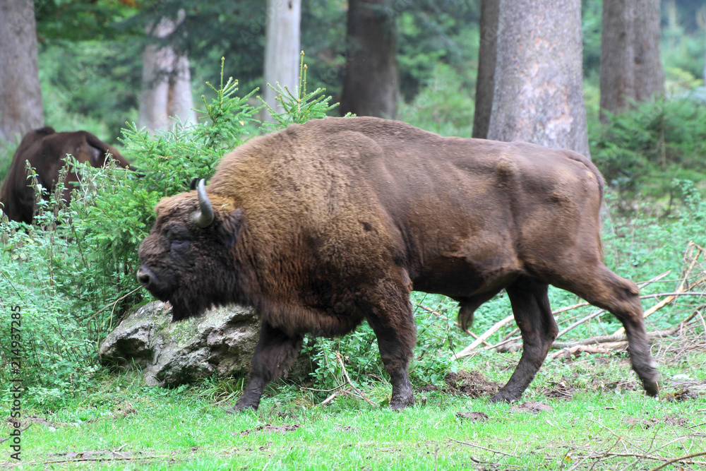 Wisent oder Europäische Bison (Bos bonasus) im Wald Wisent oder Europäische Bison (Bos bonasus) im Wald
