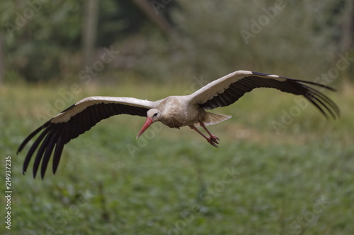 Cigogne blanche en vol